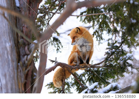red fox climbing a tree red fox climbing a tree 136558880