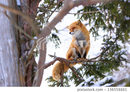 red fox climbing a tree red fox climbing a tree 136558881