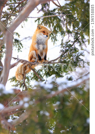 red fox climbing a tree red fox climbing a tree 136558885