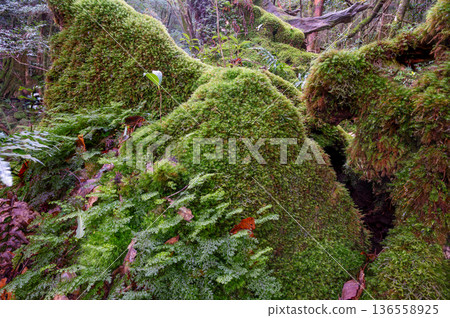 日本最美的苔蘚森林：屋久島國立公園（冬季） 136558925