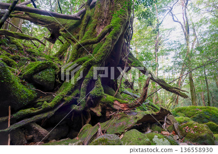 Japan's most beautiful moss forest: Yakushima National Park (Winter) Japan's most beautiful moss forest: Yakushima National Park (Winter) 136558930