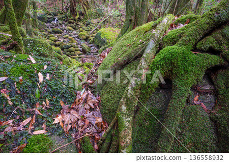 Japan's most beautiful moss forest: Yakushima National Park (Winter) 136558932