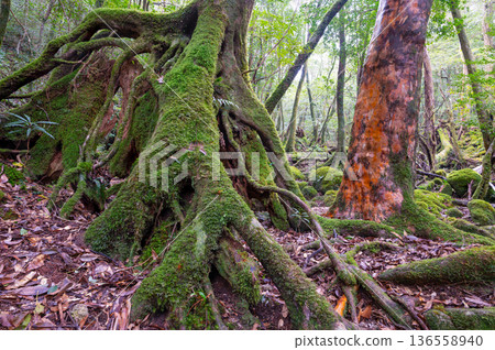 日本最美的苔蘚森林：屋久島國立公園（冬季） 136558940