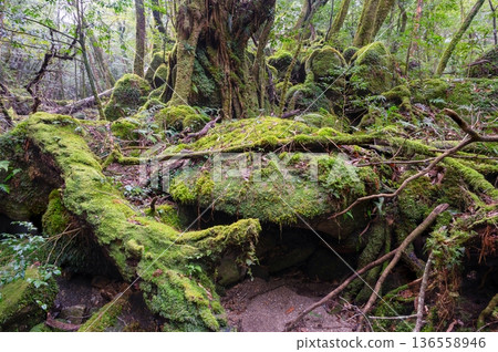 日本最美的苔蘚森林：屋久島國立公園（冬季） 136558946