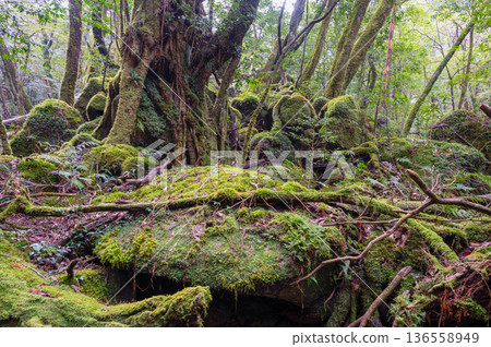 Japan's most beautiful moss forest: Yakushima National Park (Winter) 136558949