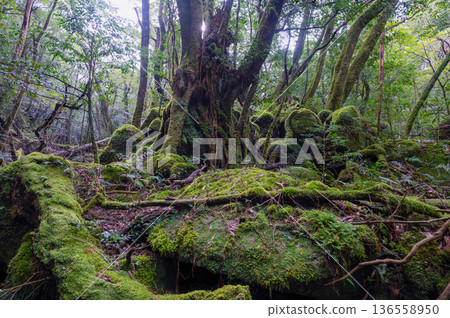 Japan's most beautiful moss forest: Yakushima National Park (Winter) 136558950
