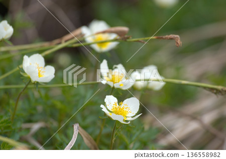 Spring alpine plant, white flowers blooming, Aleutiana 136558982