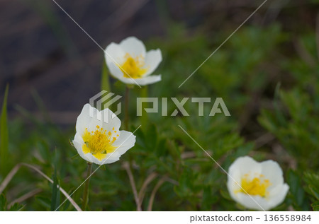 阿留申群島的春季高山植物，開著白色小花。 136558984