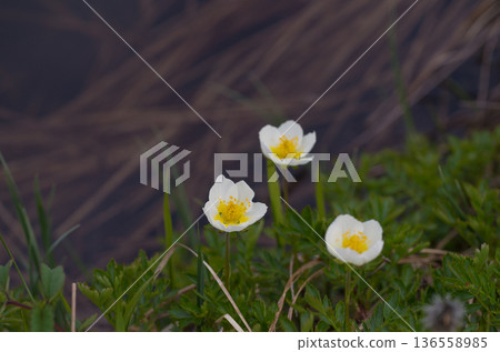 阿留申群島的春季高山植物，開著白色小花。 136558985