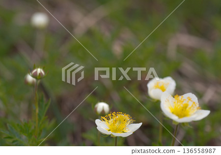 阿留申群島的春季高山植物，開著白色小花。 136558987