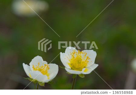 阿留申群島的春季高山植物，開著白色小花。 136558988