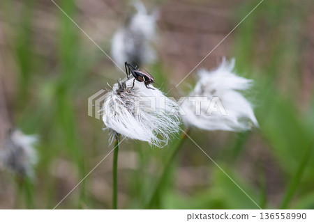 Crickets resting on cottongrass Crickets resting on cottongrass 136558990