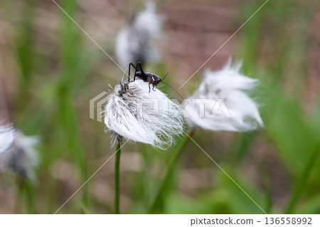 Crickets resting on cottongrass Crickets resting on cottongrass 136558992