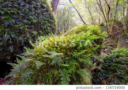屋久島國立公園（冬季）的柏蘚與藻類植物 136559000