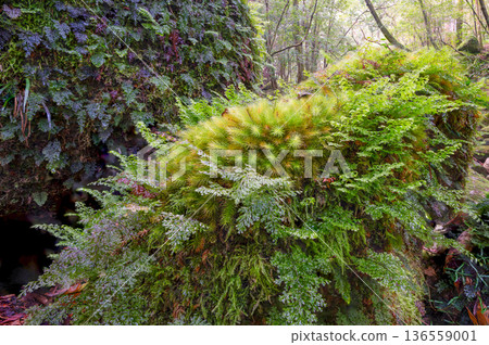 屋久島國立公園（冬季）的柏蘚與藻類植物 136559001