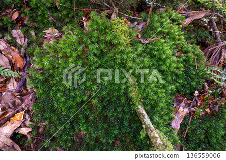 Polytrichum japonicum Yakushima National Park (Winter) 136559006