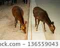Hiroshima deer, two deer, everyday scenes, wildlife, tourist spot snaps Hiroshima deer, two deer, everyday scenes, wildlife, tourist spot snaps 136559043