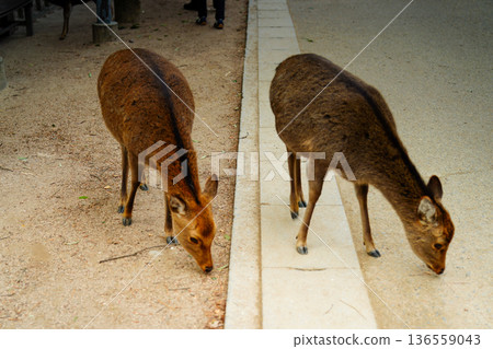 Hiroshima deer, two deer, everyday scenes, wildlife, tourist spot snaps Hiroshima deer, two deer, everyday scenes, wildlife, tourist spot snaps 136559043