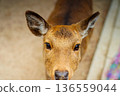 Deer's eyes, adorable expression, animal portrait, Hiroshima deer, close up Deer's eyes, adorable expression, animal portrait, Hiroshima deer, close up 136559044
