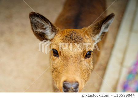 Deer's eyes, adorable expression, animal portrait, Hiroshima deer, close up 136559044