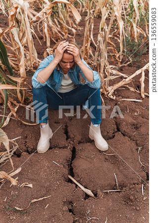 Sad farmer woman holding her head in her hands in front of her withered cornfield 136559083