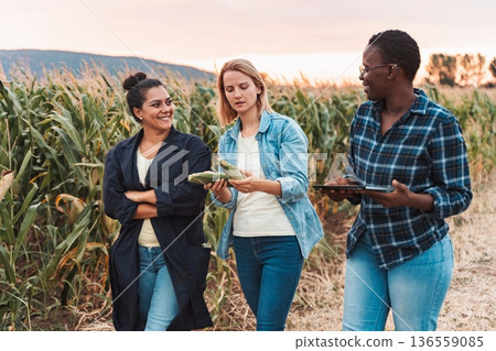 Farmers inspecting corn crops in field using digital tablet at sunset 136559085