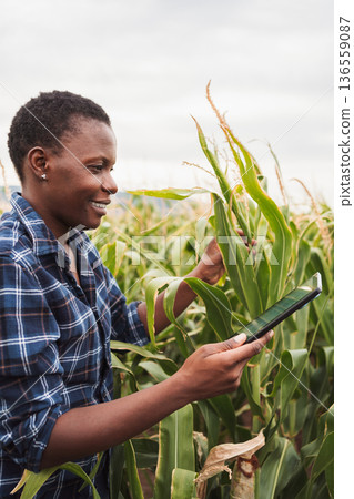 Smiling african farmer inspecting corn crops using digital tablet in cultivated field 136559087