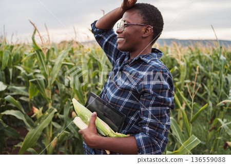 African farmer holding corn cobs and tablet in a corn field African farmer holding corn cobs and tablet in a corn field 136559088