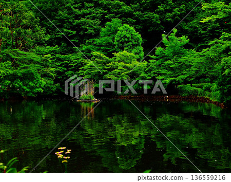Pond surrounded by green Pond surrounded by green 136559216