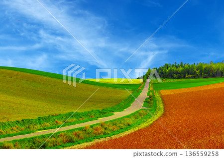 一條通往天空的道路 136559258