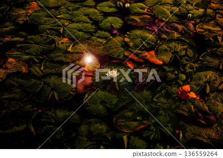 Sun floating on the water Sun floating on the water 136559264