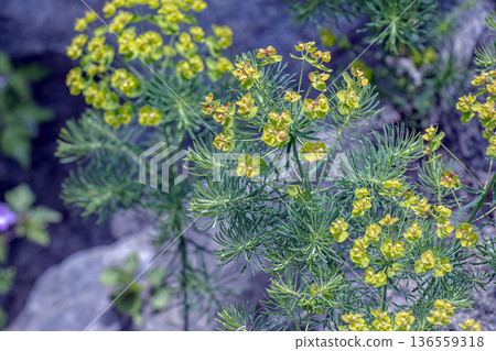 Flowers of a wild toxic plant Euphorbia cyparissias or cypress spurge Flowers of a wild toxic plant Euphorbia cyparissias or cypress spurge 136559318
