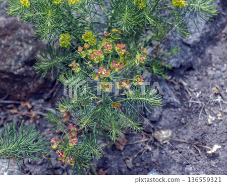 Cypress spurge or Euphorbia cyparissias detailed view of the inflorescence. Cypress spurge or Euphorbia cyparissias detailed view of the inflorescence. 136559321