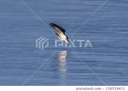 鷂俯衝到水面捕獵的瞬間：一次強而有力的俯衝，捕獲獵物 136559451