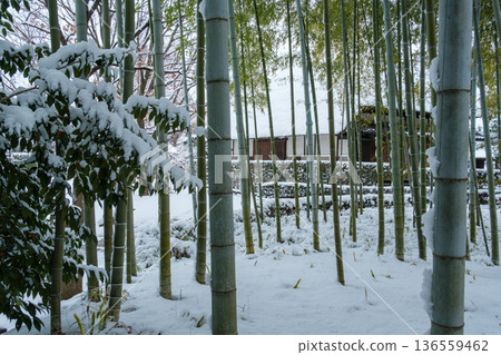 竹森林冬天風景 竹森林冬天風景 136559462