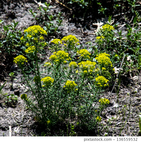 Euphorbia cyparissias - plant used for a landscaping gardens. Flowers of Cypress Spurge or Euphorbia cyparissias Euphorbia cyparissias - plant used for a landscaping gardens. Flowers of Cypress Spurge or Euphorbia cyparissias 136559532