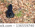 A crow resting among fallen leaves 136559740