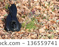 A crow resting on fallen leaves 136559741
