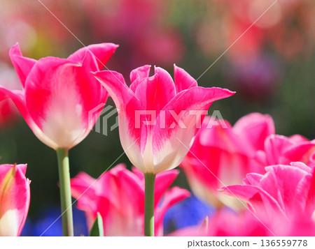 Beautiful tulip flower 136559778