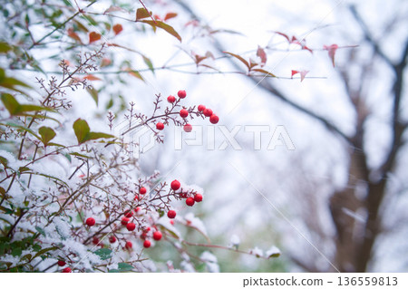 Red fruit in the snow Red fruit in the snow 136559813