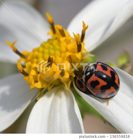 Ladybugs mating Ladybugs mating 136559816