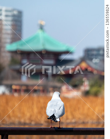 忍池的鴿子 136559824
