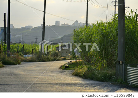 黃昏時的甘蔗田和道路 黃昏時的甘蔗田和道路 136559842