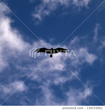 Osprey hovering in clear skies 136559862