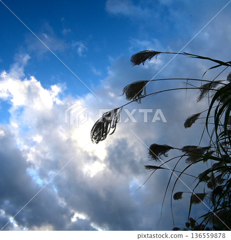 Winter clear skies and silver grass Winter clear skies and silver grass 136559878