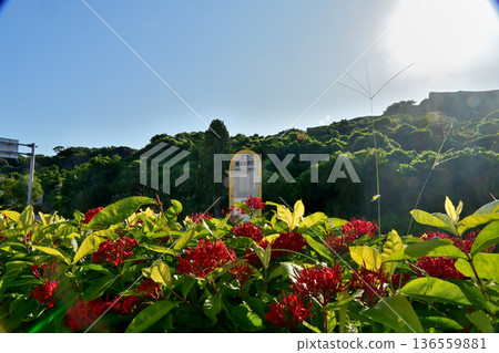 勝連城巴士站的 Sandanka 樹籬 勝連城巴士站的 Sandanka 樹籬 136559881