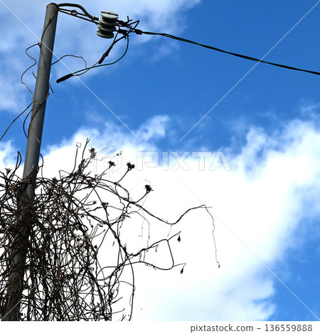 Sunny winter weather and dead grass 136559888
