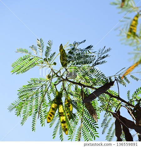 Refreshing Leucaena leaves on a sunny day 136559891
