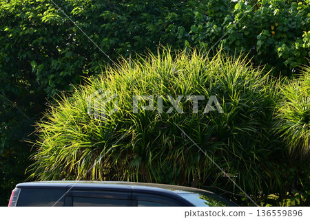 Pandanus trees along the street at dusk Pandanus trees along the street at dusk 136559896