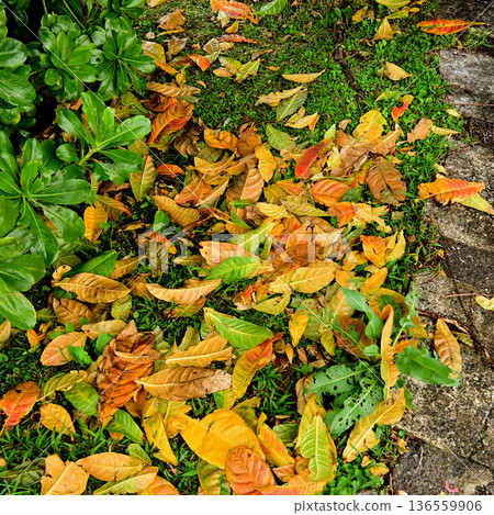 Large, yellow fallen leaves of the barringtonia Large, yellow fallen leaves of the barringtonia 136559906